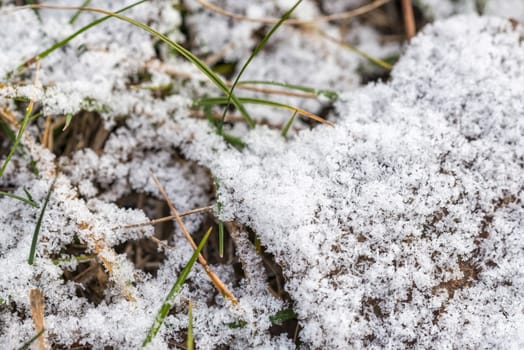 Green grass covered by white snow during the cold winter