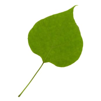 green leaf isolated over a white background