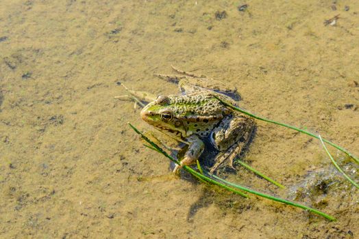 A green frog is sitting in the water under the summer sun waiting for some insect to catch