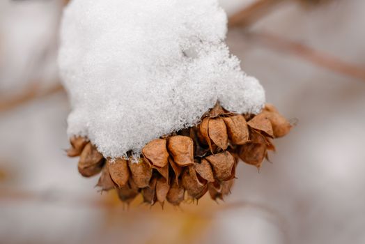 Macro detail of frozen snow on a branch with seeds in their pods, during the cold winter