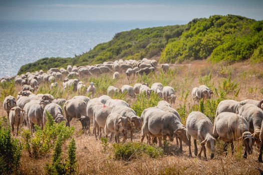 flock of sheep in a grassland by the sea near Sesimbra, Portugal