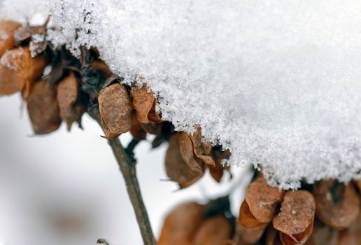 Macro detail of frozen snow on a branch with seeds in their pods, during the cold winter