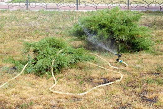 Automatic garden hose with sprinkler spraying fresh water on the lawn duding a warm summer day