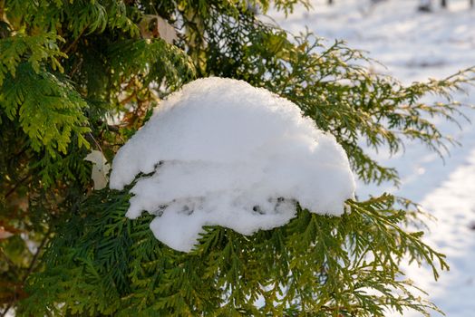 Closeup detail of frozen snow on a thuja branch during the cold winter at sunset