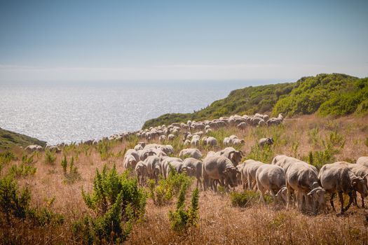 flock of sheep in a grassland by the sea near Sesimbra, Portugal