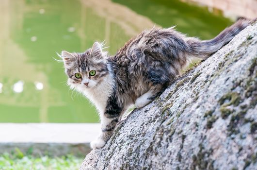 A cute gray kitten is wet after he got out from the pond