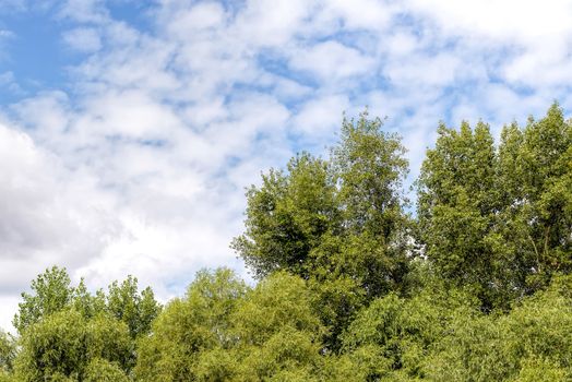 Cloudy sky over the willows and poplars trees in summer