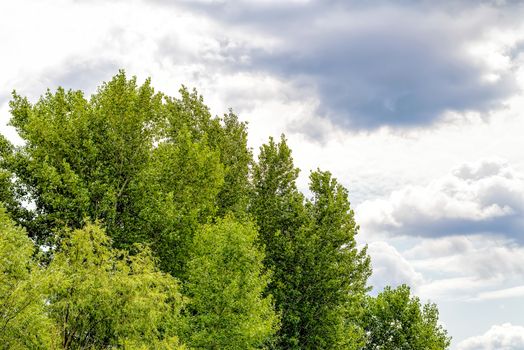 Stormy Sky Over the willow and poplar trees in summer