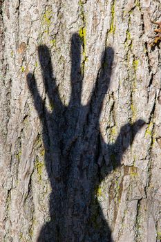 The shadow of a hand projected on a tree trunck
