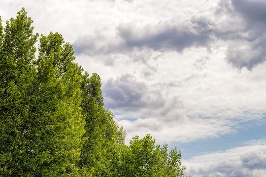 Stormy Sky Over the poplar trees in summer