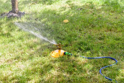 Automatic garden hose with sprinkler spraying fresh water on the lawn duding a warm summer day