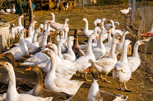 A group of funny Italian geese in the barnyard