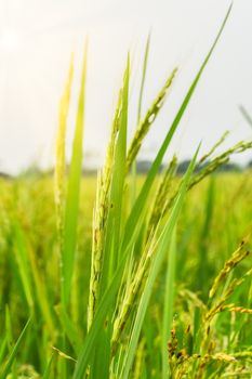 Green rice field background