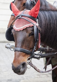 Portrait of a horse in traditional Vienna carriage harness, Austria