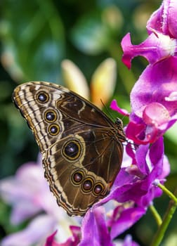 Caligo Eurilochus butterfly sitting on a pink flower