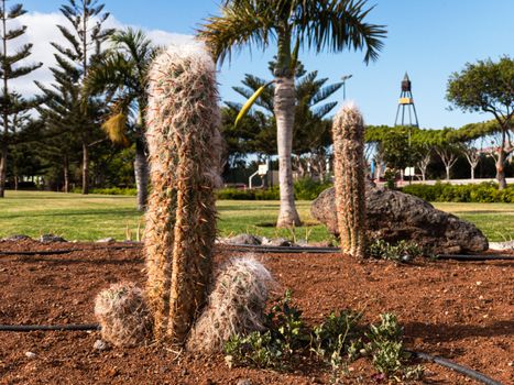 THE CACTUS ARE IN THE PARK