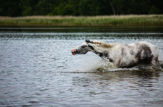 noble half-blood horse playing and splashing water in the lake