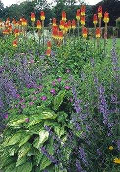 Colourful border in a Walled garden with Kniphofia, Geraniums and Hosta