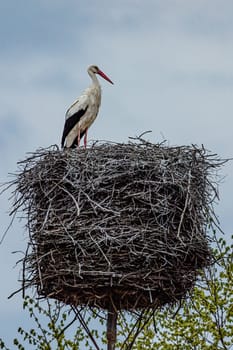 White stork (Ciconia ciconia) in the nest in Mazury Region, Poland