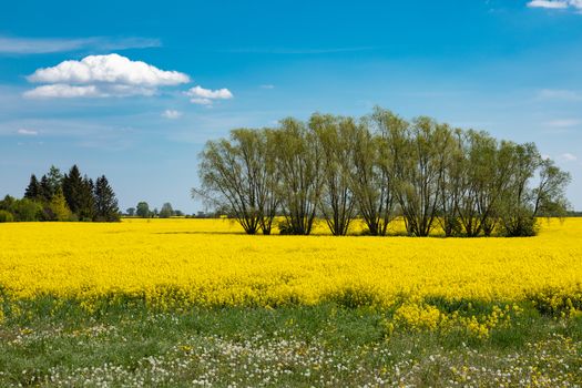 Countryside scenic view with yellow colza (stuprum) blooming