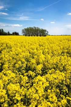 Countryside scenic view with yellow colza (stuprum) blooming