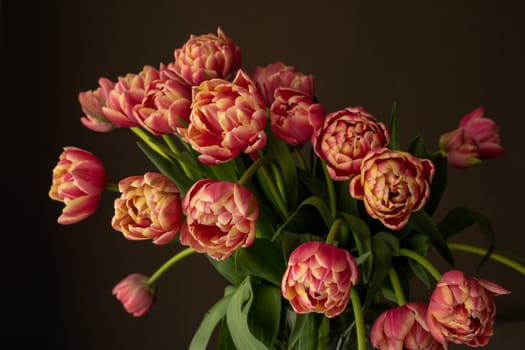 Red and yellow parrot tulips on grey background