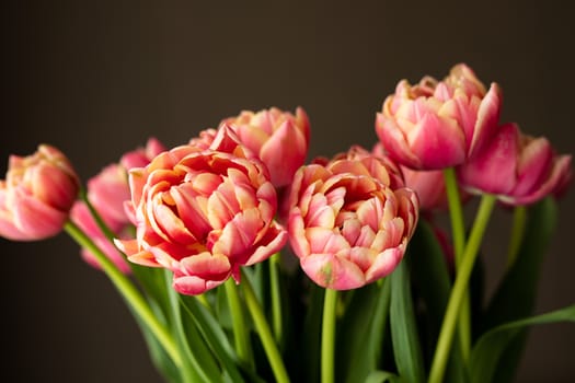 Red and yellow parrot tulips on grey background