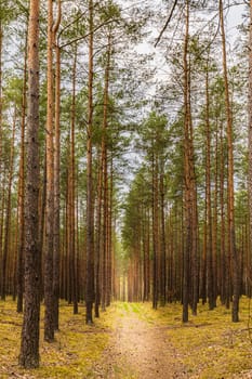 Path in the pine tree forest in Mazury Region, Poland