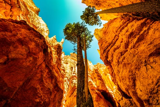 beautiful nature of Wall Street in Bryce Canyon in the summer