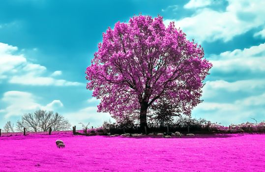 Beautiful pink infrared shots of a countryside landscape with a deep blue sky