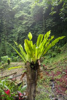 Asplenium Nidus Epiphyte tropical fern on tree trunk, Bali, Indonesia. Fern Bird's Nest is a family of ferns that live in Native to tropical Southeast Asia. Green plant. Best background.