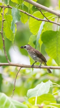 Bird (Yellow-vented Bulbul, Pycnonotus goiavier) black, yellow and brown color perched on a tree in a nature wild