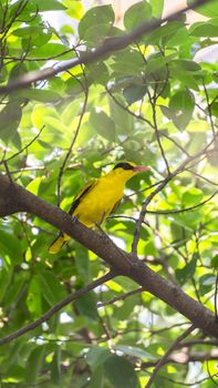 Bird (Black-Naped Oriole, Oriolus chinensi) yellow color perched on a tree in a nature wild