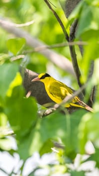 Bird (Black-Naped Oriole, Oriolus chinensi) yellow color perched on a tree in a nature wild