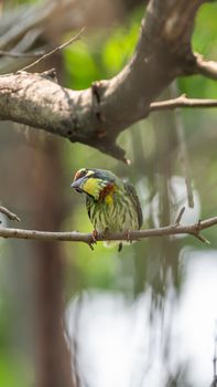 Bird (Coppersmith barbet, Crimson-breasted barbet, Coppersmith, Megalaima haemacephala) yellow, green and red color perched on a tree in a nature wild