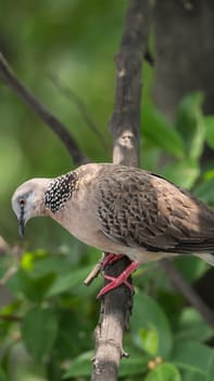 Bird (Dove, Pigeon or Disambiguation) Pigeons and doves perched on a tree in a nature wild