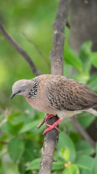 Bird (Dove, Pigeon or Disambiguation) Pigeons and doves perched on a tree in a nature wild