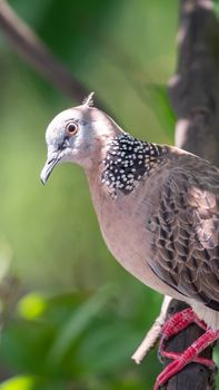 Bird (Dove, Pigeon or Disambiguation) Pigeons and doves perched on a tree in a nature wild