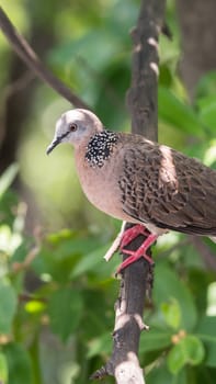 Bird (Dove, Pigeon or Disambiguation) Pigeons and doves perched on a tree in a nature wild