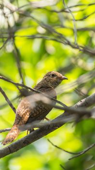 Bird (Plaintive Cuckoo, Cacomantis merulinus) black, yellow, brown and orange color perched on a tree in a nature wild