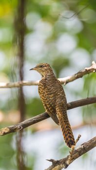 Bird (Plaintive Cuckoo, Cacomantis merulinus) black, yellow, brown and orange color perched on a tree in a nature wild