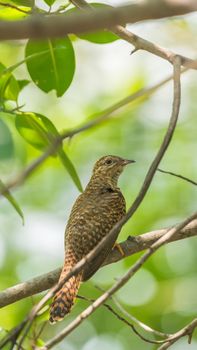 Bird (Plaintive Cuckoo, Cacomantis merulinus) black, yellow, brown and orange color perched on a tree in a nature wild