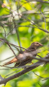 Bird (Plaintive Cuckoo, Cacomantis merulinus) black, yellow, brown and orange color perched on a tree in a nature wild