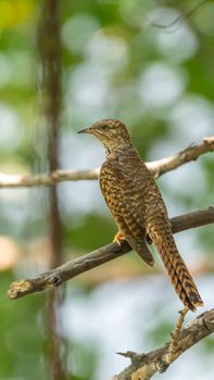 Bird (Plaintive Cuckoo, Cacomantis merulinus) black, yellow, brown and orange color perched on a tree in a nature wild