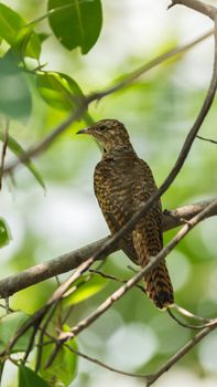 Bird (Plaintive Cuckoo, Cacomantis merulinus) black, yellow, brown and orange color perched on a tree in a nature wild