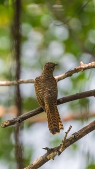 Bird (Plaintive Cuckoo, Cacomantis merulinus) black, yellow, brown and orange color perched on a tree in a nature wild