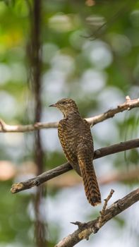 Bird (Plaintive Cuckoo, Cacomantis merulinus) black, yellow, brown and orange color perched on a tree in a nature wild