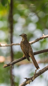 Bird (Plaintive Cuckoo, Cacomantis merulinus) black, yellow, brown and orange color perched on a tree in a nature wild