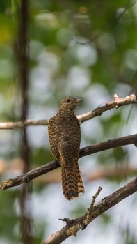 Bird (Plaintive Cuckoo, Cacomantis merulinus) black, yellow, brown and orange color perched on a tree in a nature wild