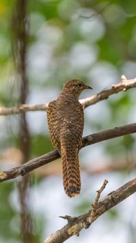 Bird (Plaintive Cuckoo, Cacomantis merulinus) black, yellow, brown and orange color perched on a tree in a nature wild